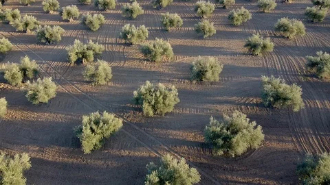Drone flying over olive field in spain with lines in field Stock Footage 126110976