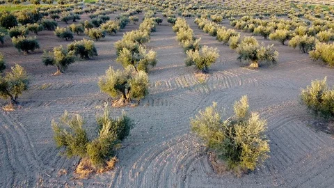 Drone flying over olive field in spain Video stock 126111013