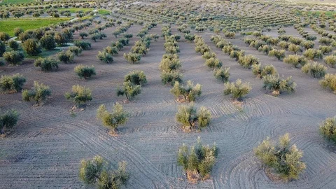 Drone flying over olive field in spain in rows Video stock 126111031