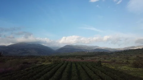 Drone flying over Orchard rows with blue sky Stock Footage 88139132