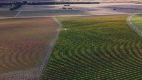 Drone flying over organic Vineyard In Autumn shows stunning contrast of natural Stock Footage 338374300