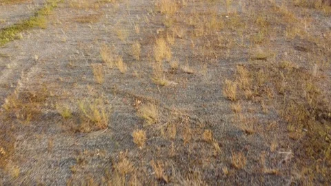 Drone flying over overgrown field of stones or gravel with dried grass Stock Footage 280010275