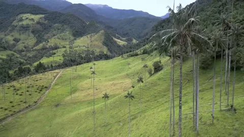 Drone flying over palm trees in tropical Cocora Valley Video stock 240961261