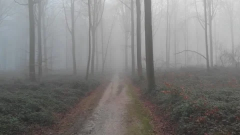 Drone flying over a pathway in a misty forest during winter Vídeos de archivo 168578175