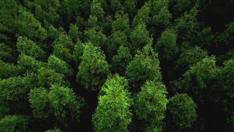Drone flying over pine forest Stock Footage 80934718