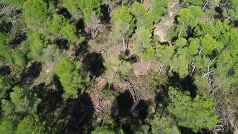 Drone flying over a pine forest Stock Footage 285647428