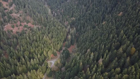 Drone Flying Over Pine Forest Revealing Mountains with Cinematic Upward Tilt Stock Footage 331661752
