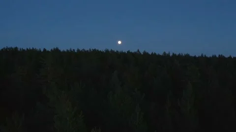 Drone flying over a pine tree forest at night towards full moon. Forward Stock Footage