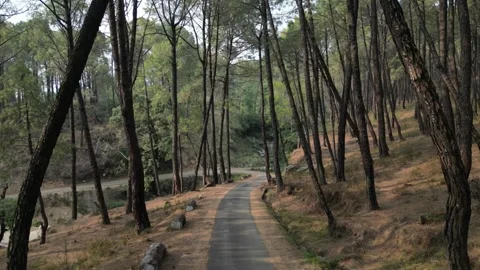Drone Flying Over Pine Tree Road in the Himalayas – Serene Forest Drive Video stock 313382346