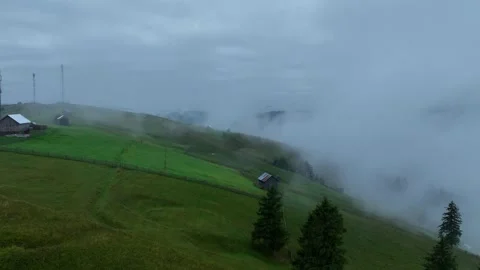 Drone Flying Over Pine Trees at Constant Height Video stock 289466723