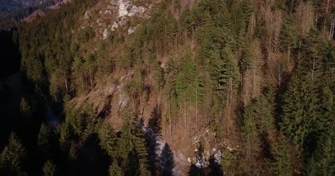 Drone flying over pristine forest in Alps mountains in narrow valley Stock Footage 147932931