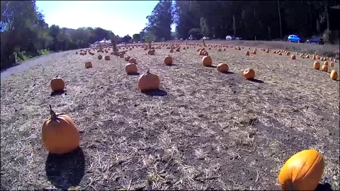 Drone flying over pumpkin patch Stock Footage 146801524