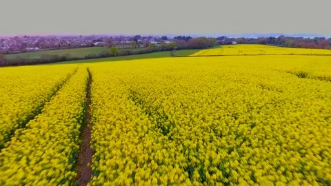 Drone Flying Over Rapeseed Field Stock Footage 76159014