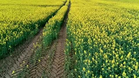 Drone flying over a rapeseed field in spring, for background, texture Stock Footage 271353328