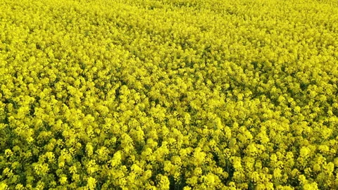 Drone flying over rapeseed fiels Stock Footage 154811928