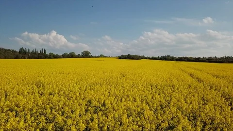 Drone flying over the rapeseed Video stock 108207146