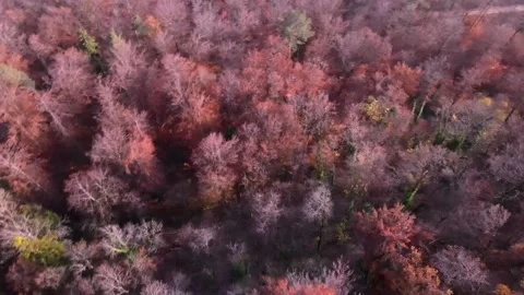 Drone Flying over red forest in Switzerland. Video stock 149073669