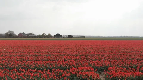 Drone flying over red tulip fields on a sunny day with a clear blue sky in the Stock Footage 119148912