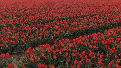 Drone flying over red tulip fields on a sunny day with a clear blue sky in the Stock Footage 119149068