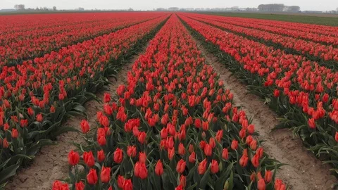 Drone flying over red tulip fields on a sunny day with a clear blue sky in the Stock Footage 119149357