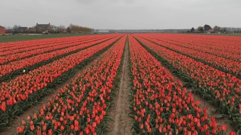 Drone flying over red tulip fields on a sunny day with a clear blue sky in the Stock Footage 119149377