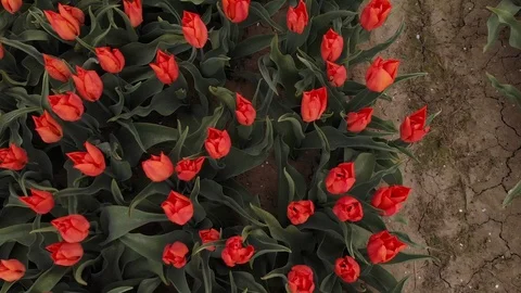 Drone flying over red tulip fields on a sunny day with a clear blue sky in the Stock Footage 119149577