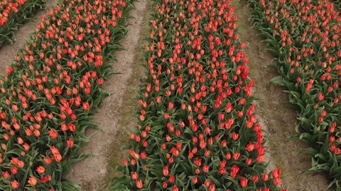 Drone flying over red tulip fields on a sunny day with a clear blue sky in the Stock Footage 119149729