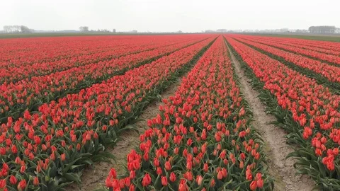 Drone flying over red tulip fields on a sunny day with a clear blue sky in the Stock Footage 119149917