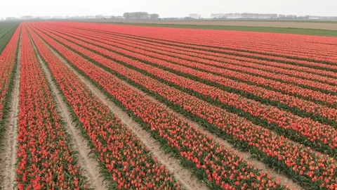Drone flying over red tulip fields on a sunny day with a clear blue sky in the Stock Footage 119150243