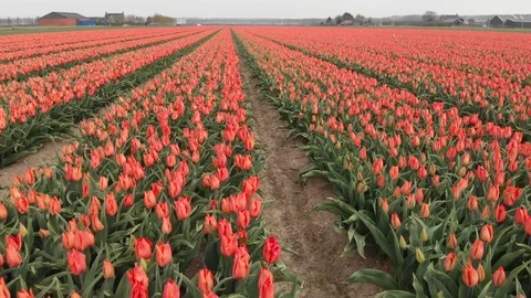 Drone flying over red tulip fields on a sunny day with a clear blue sky in the Stock Footage 119150306
