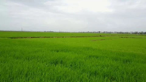 Drone flying over rice field Video stock 74924374