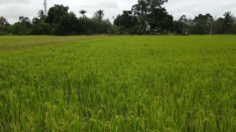 Drone flying over the rice field Stock Footage 157945498