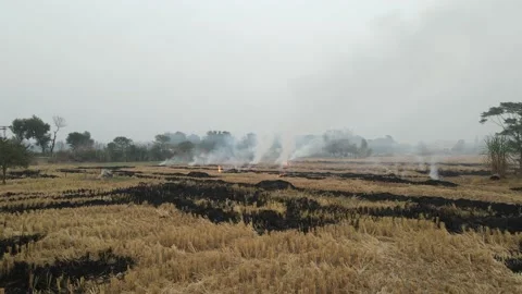 Drone flying over rice fields after burning of stubble in Punjab Province Stock Footage 171024244