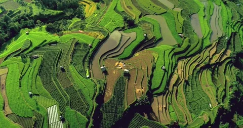 Drone flying over rice fields with fog drifting across tropical mountain valley Stock Footage 333463279
