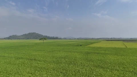 Drone flying over rice fields with farmer in Lak, Dak Lak, Vietnam Vidéo 339174503