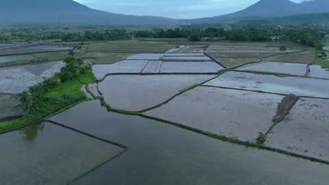 Drone flying over rice paddy fields with water refections. Stock Footage 336869685