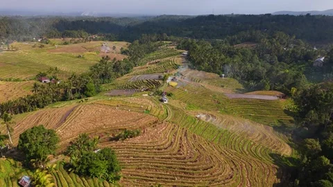Drone flying over ricefields with the camera tilting downwards slowly in 4k.mp4 Stockbeeldmateriaal 346249464