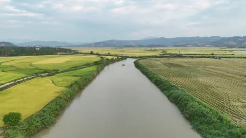 Drone flying over river between harvested and green rice fields at sunset 動画素材 336973056