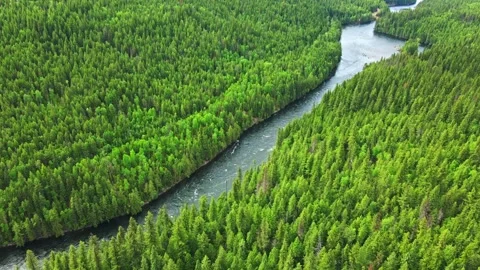 Drone flying over river flowing through green forest on sunny day Stock Footage 343543162