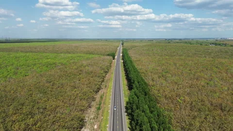 Drone Flying Over Road Between Rubber Plantations, Southern Vietnam Stock Footage 329914415