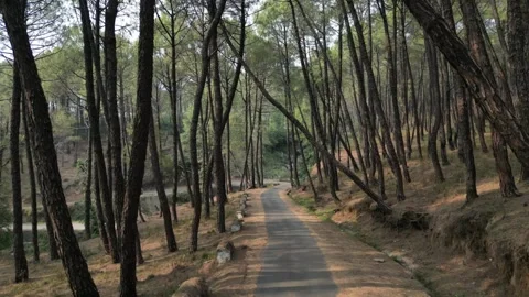 Drone Flying Over Road Through Pine Forest in Himachal Mountains Video stock 313382310