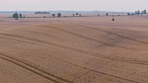 Drone Flying Over Rolling Rye Fields in Morning Light of Polish Countryside Stock Footage 329533240