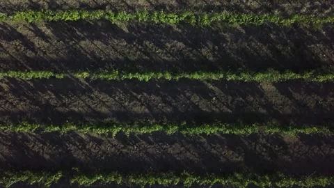 Drone flying over rows of vines looking down Stock Footage 257775407