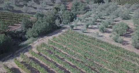 Drone flying over rows of vineyards, camera tilting up towards the end Stock Footage 257778253