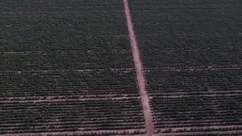 Drone flying over a rural olive grove plantation Stock-Footage 334091742