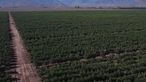Drone flying over a rural olive grove plantation Vidéo 334092057