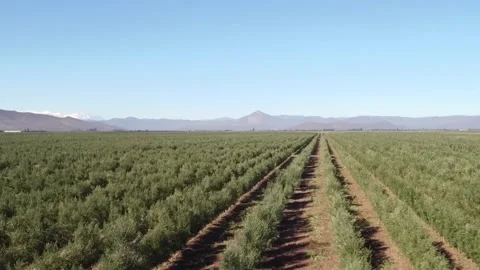 Drone flying over a rural olive grove plantation Stock-Footage 334092195