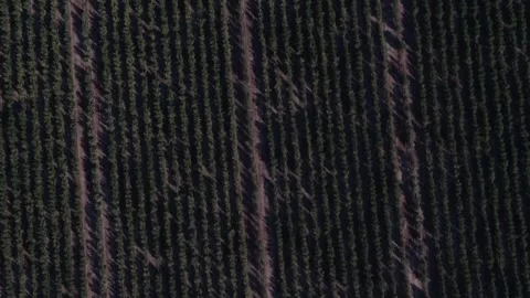 Drone flying over a rural olive grove plantation 動画素材 334092252