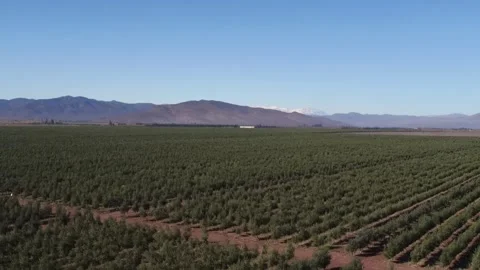 Drone flying over a rural olive grove plantation Stock Footage 334092264