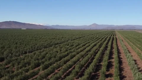 Drone flying over a rural olive grove plantation Stockbeeldmateriaal 334092382